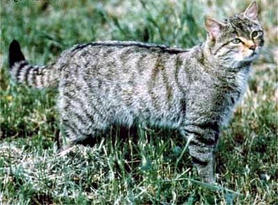  جهنگڙار  (صحرائي) ٻلو Wild  Deserd Cat - Felis silvestris - 